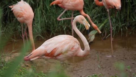 Pink Flamingo Cleans Out Her Body