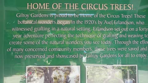 Gilroy Gardens Amazing Circus Trees