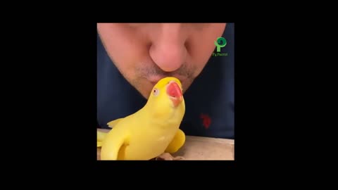 ###Parrot Videos Amazing funny naughty and entertaining###