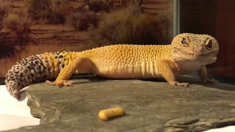 Leopard Gecko comes out for a snack