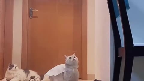 Superr Cat Jumping on Glass