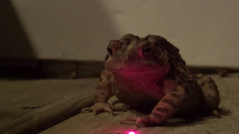 Crazy Frog Toad Laser Toad Funny Video .LASER FROG