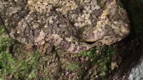 Gray Tree Frog 🐸 | Gas Gemba | Color Change Frog | Rainy Forest Frog