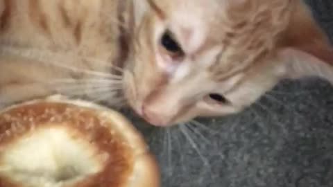 Cat Burglar Steals Woman's Bagel And Takes Off