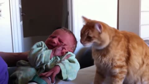 Cat Meets Baby For The First Time (Extremely Wholesome)