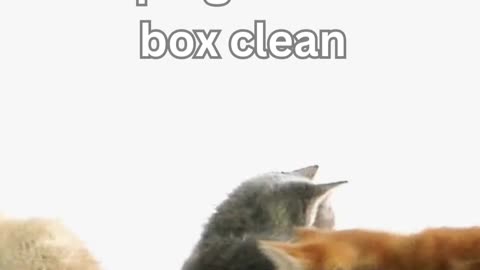 Litter Box Tips