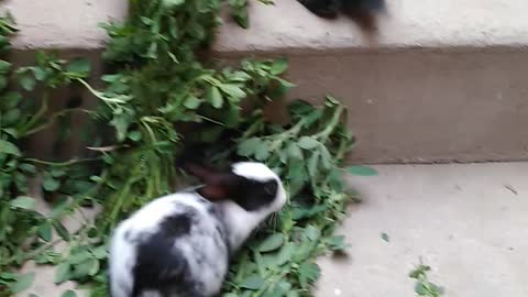 Baby rabbits love green food 🥝🙂🥝🙂