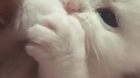 Baby Kitten Licking Her Cute Finger