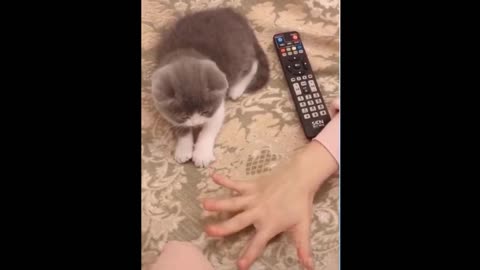 Cat Opening his finger