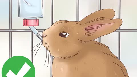 How to Treat Diarrhea in Rabbits