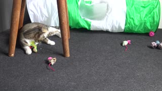 Kitten Carries Toy in His Teeth Like a Dog