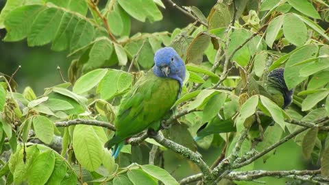 beautiful parrot-Columbia magnificent