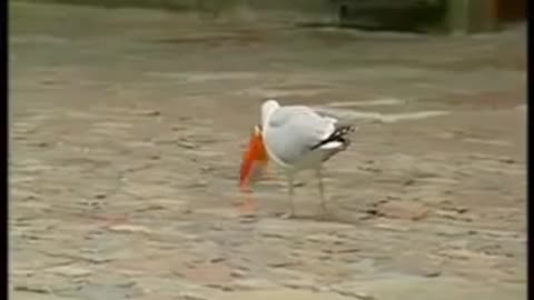 Clever seagull walks into store and steals a sandwichh