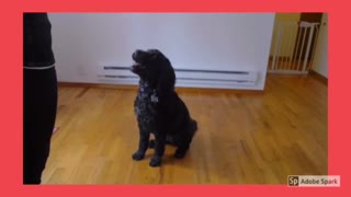 How to train your dog to sit step-3