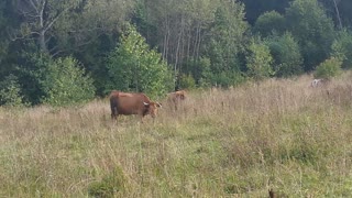 Cows eat grass