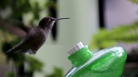 Very cool video of hummingbird drinking from a bottle of water