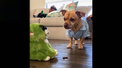 The Dog Is Not Happy About The Soft Toy (Laugh Together)