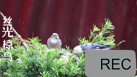 Pleasant natural Birdsong