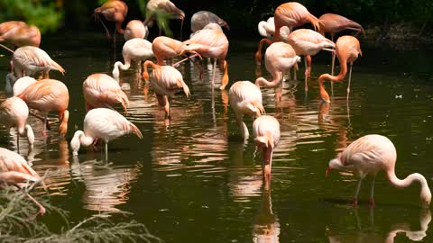 Wonderful Flamingo Water Bird