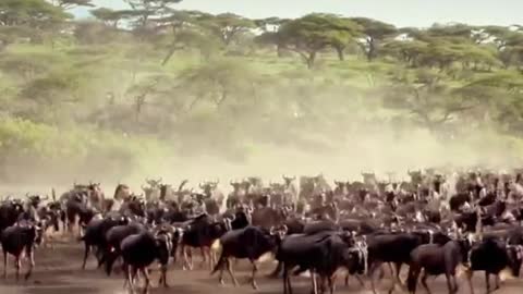 Herd cattle across the river