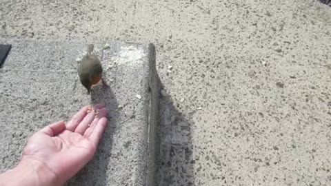 Cute baby Robin eats from my hand