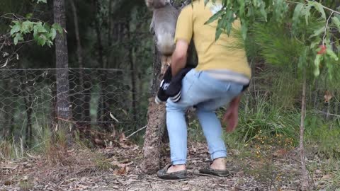 Cute Koala Rescue