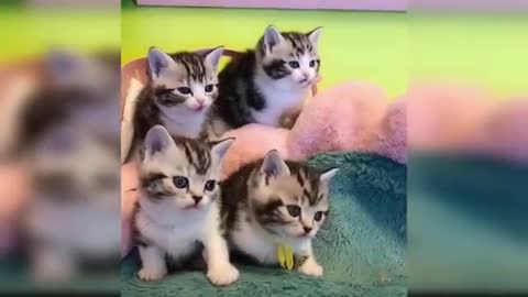 Funny cat | cat video | baby cat video |