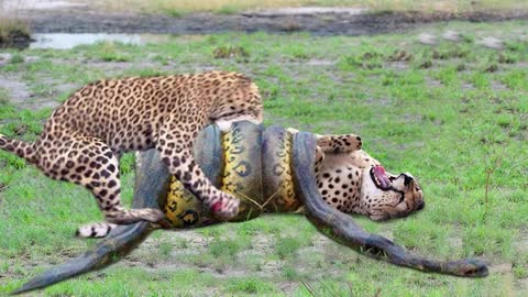 awesome dangerous animals