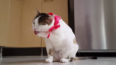 kitty cleaning itself