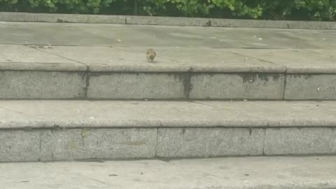 Sparrow looking for food in the morning