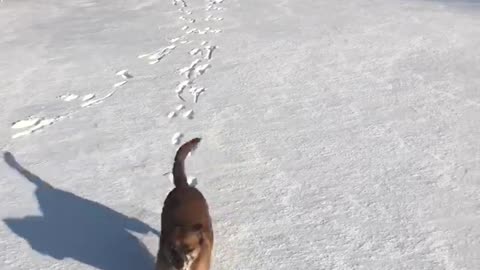 Dog first time seeing the snow