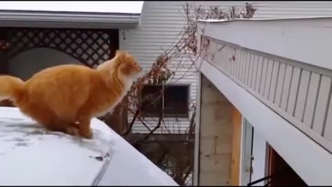 Ginger Cat Against the Gravity