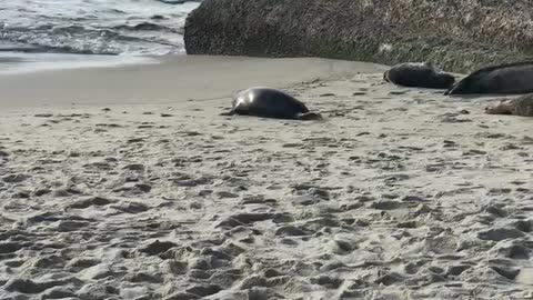 Chubby seal hops back to the ocean