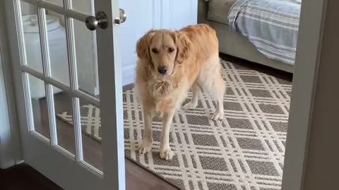 Opening the Door for the Dog