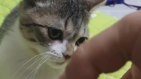 a biting cat luckypunch