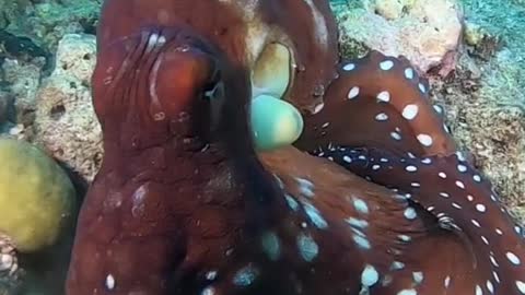 Octopus changing colour!!!!