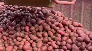 Red Potato Harvesting