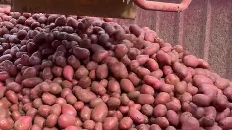 Red Potato Harvesting