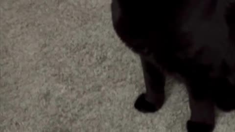 Adopting a Cat from a Shelter Vlog - Cute Precious Piper Trains for the High Jump #shorts