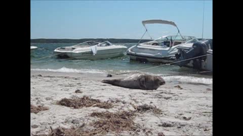 The Recycling Occupational Therapist Sees a Seal Flapping and Relaxing on the Beach