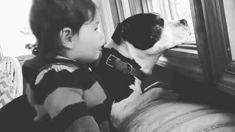Toddler shows just how gentle pit bulls can be