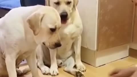 funny dogs cute dogs real dogs