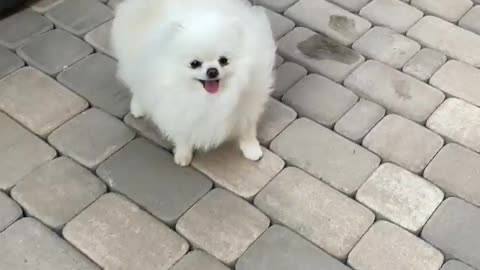 Cute puppies Walking 🤩