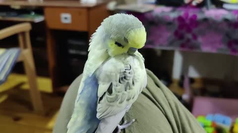 budgies having a nice scratches