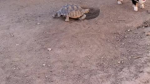 Tortoise and Corgi Playing Tag