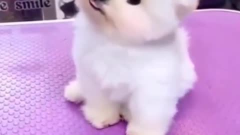 white cute dog