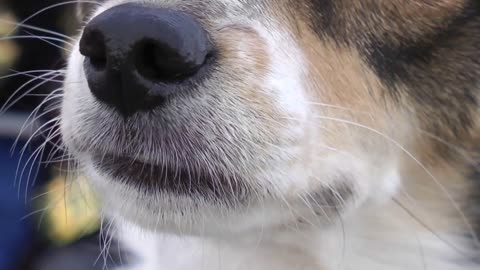 Cute dog moving nose and smelling