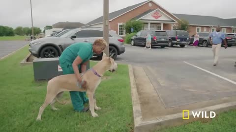 Greyhounds, Foxes, and Kittens in Need (Full Episode) | Critter Fixers