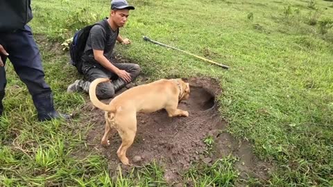 Pit Bull Dog Hunting Giant Snakes Dragons For Food King Snake Vlogs