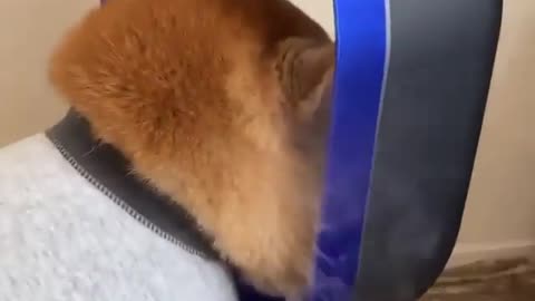 Dog feels hot, puts head in a fan 🤣